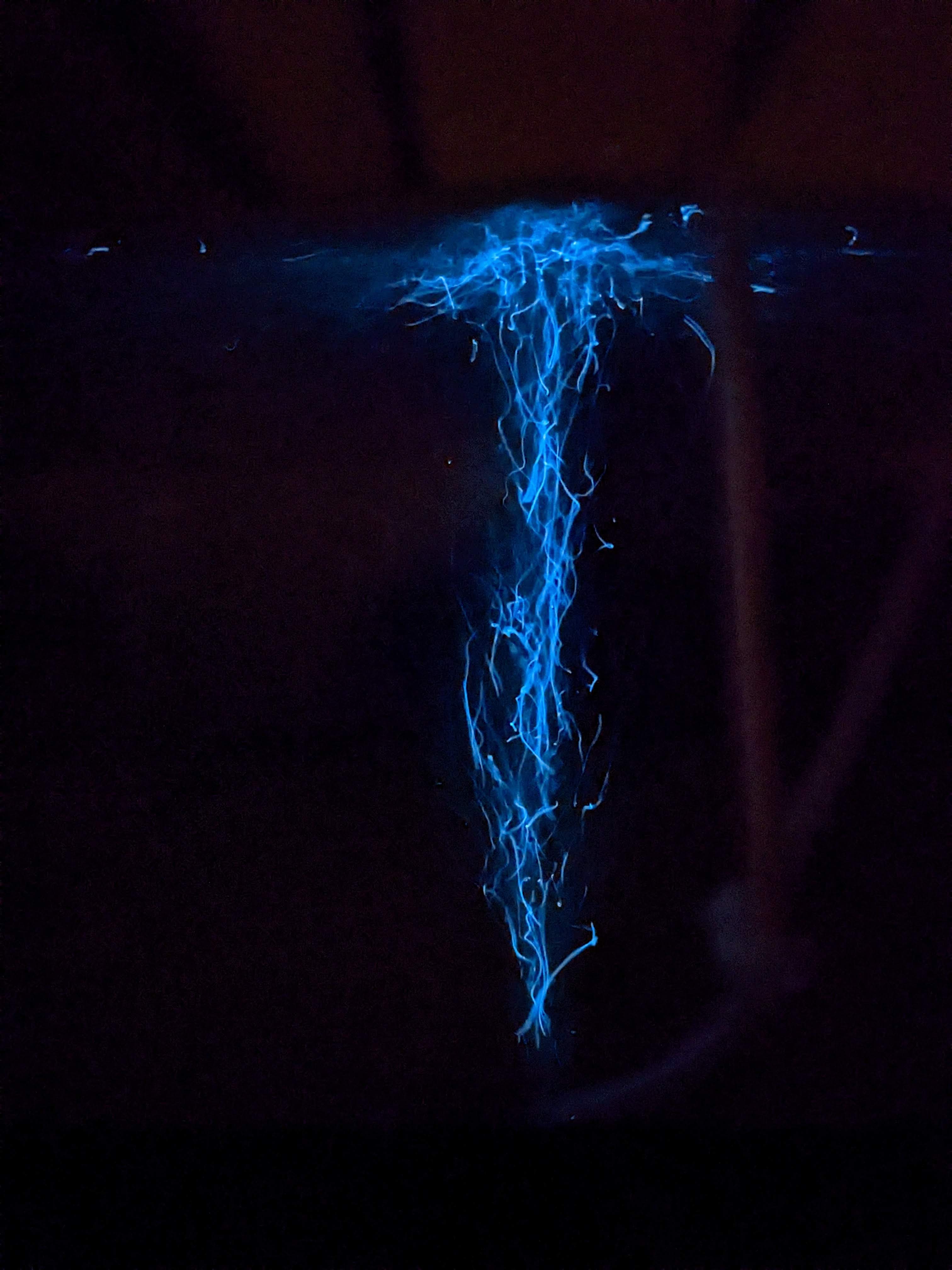 BioLumen - PXL_20241216_052512076.NIGHT.jpg